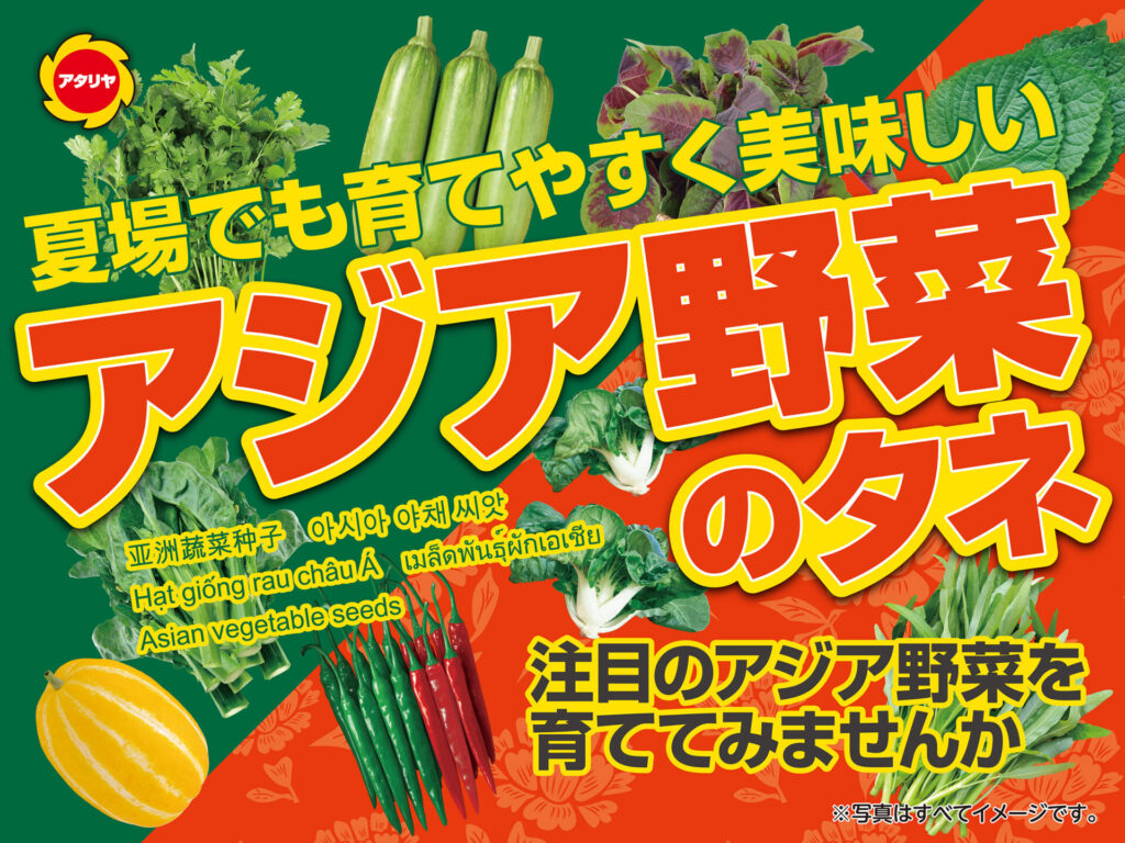 夏場でも育てやすく美味しい　アジア野菜のタネの画像