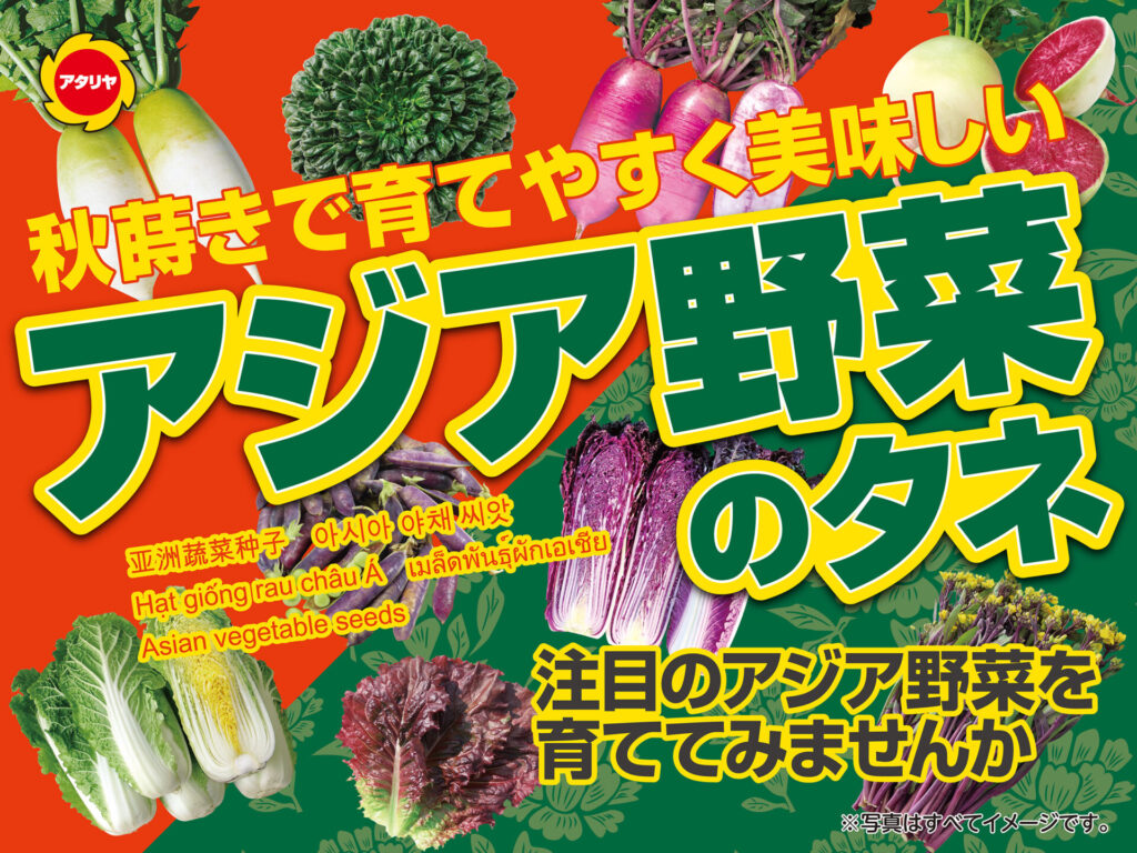 秋蒔きで育てやすく美味しい　アジア野菜のタネの画像